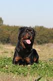 ROTTWEILER 133